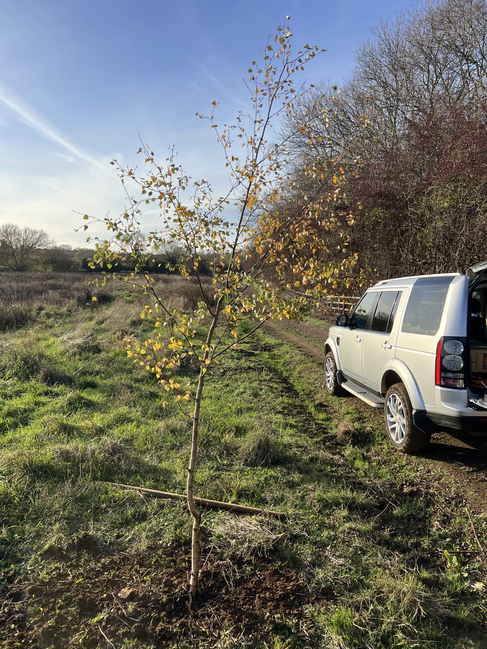 Silver Burch Planting