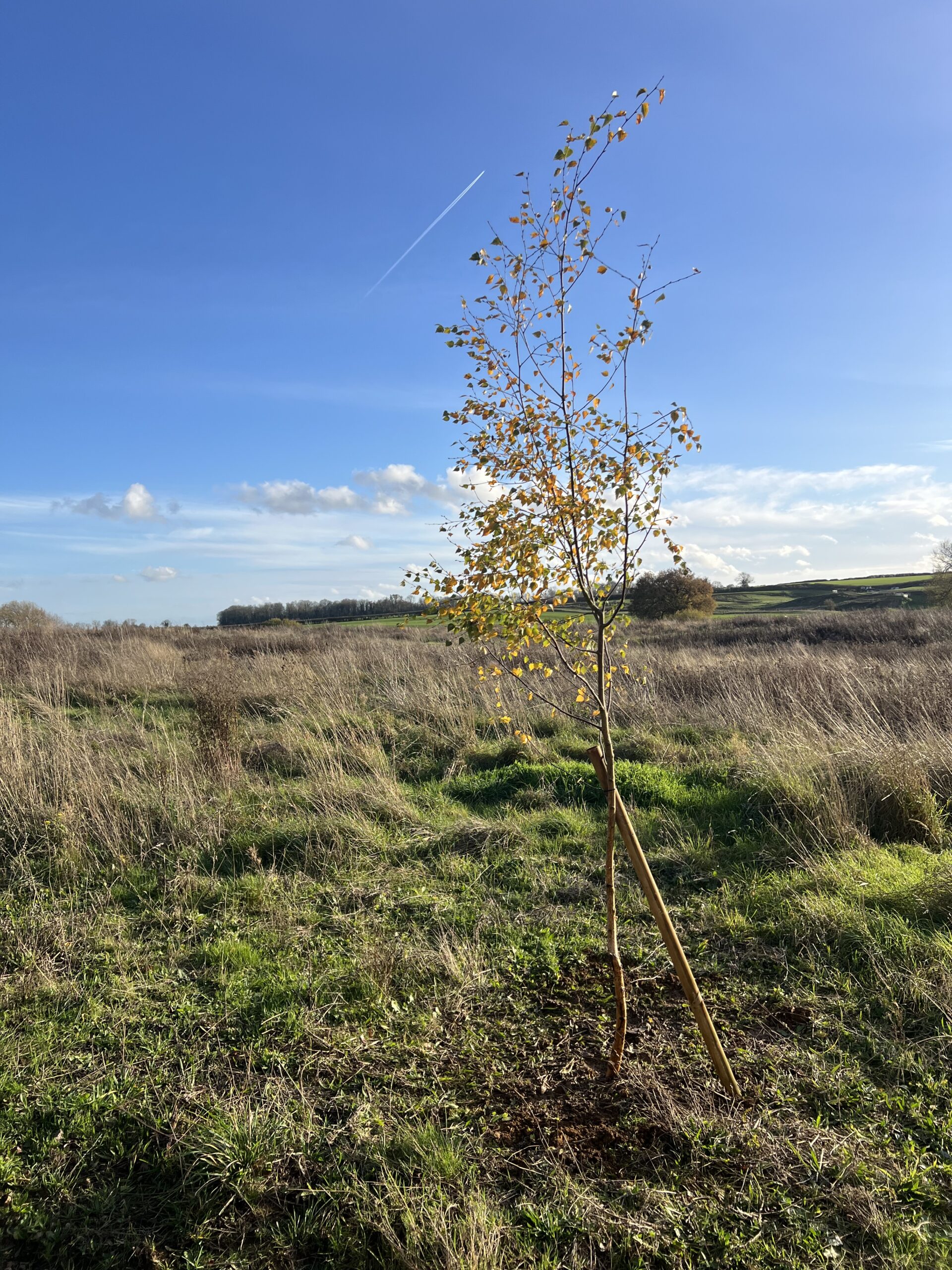 Silver Birch Planted